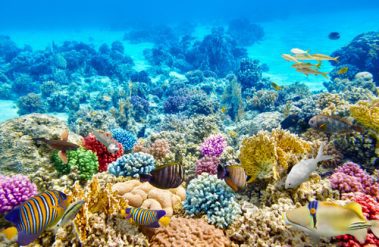 Coral Reef