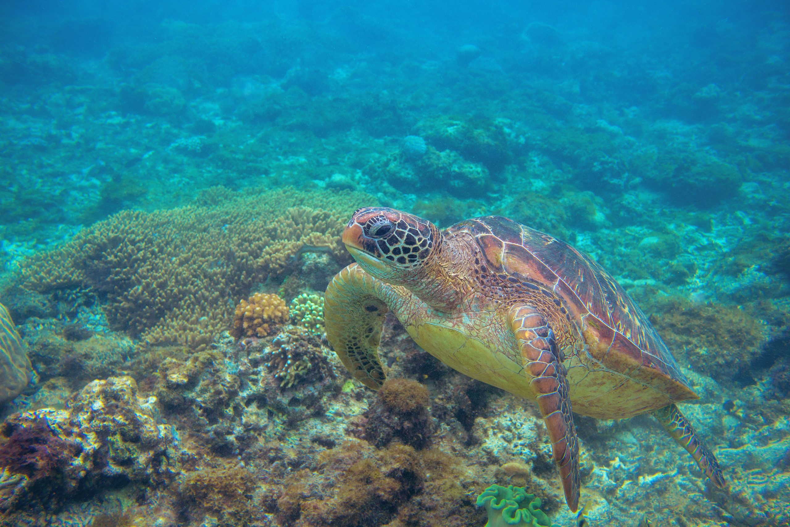 Coral Reef