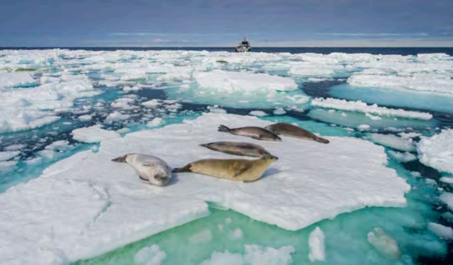 Seals on ice