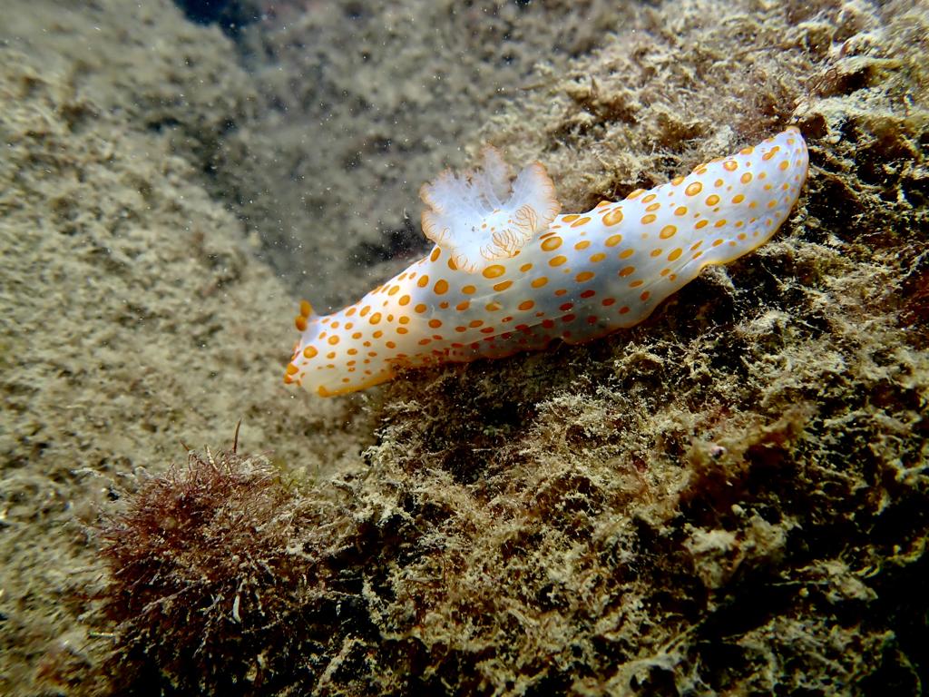 Document Sightings of Marine Creatures