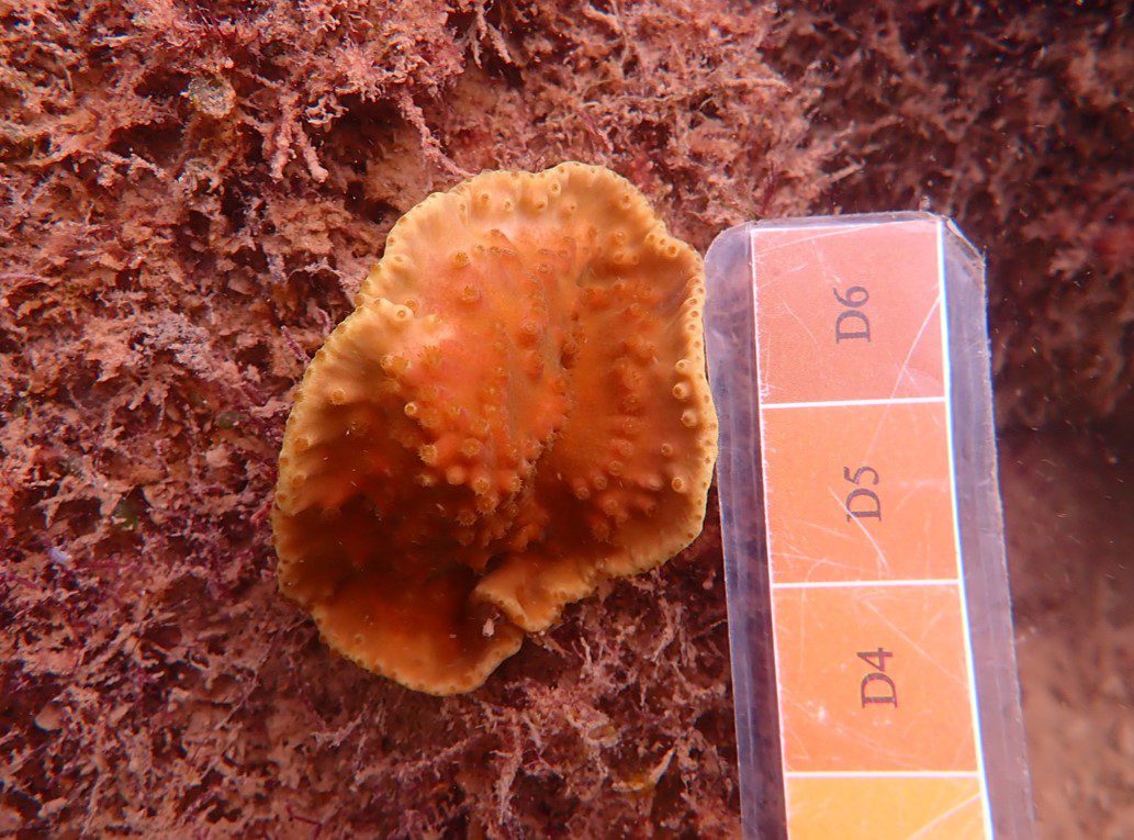 Monitor Coral Health