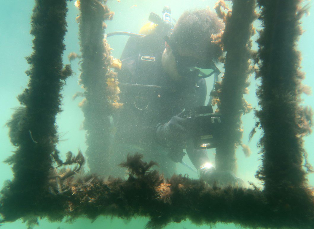 Maintain the Coral Garden