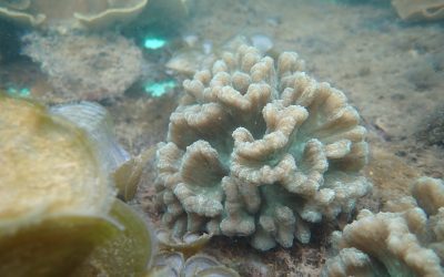ONE °15 Coral Garden Tour